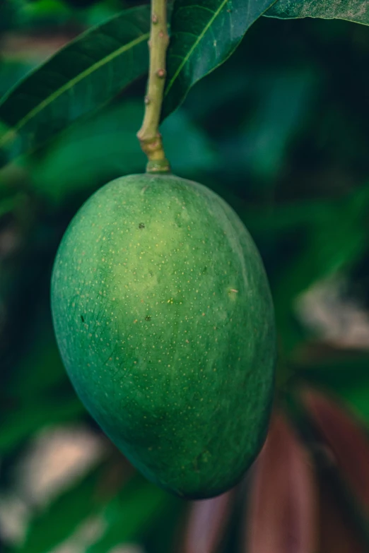 this is a green tree fruit on the tree