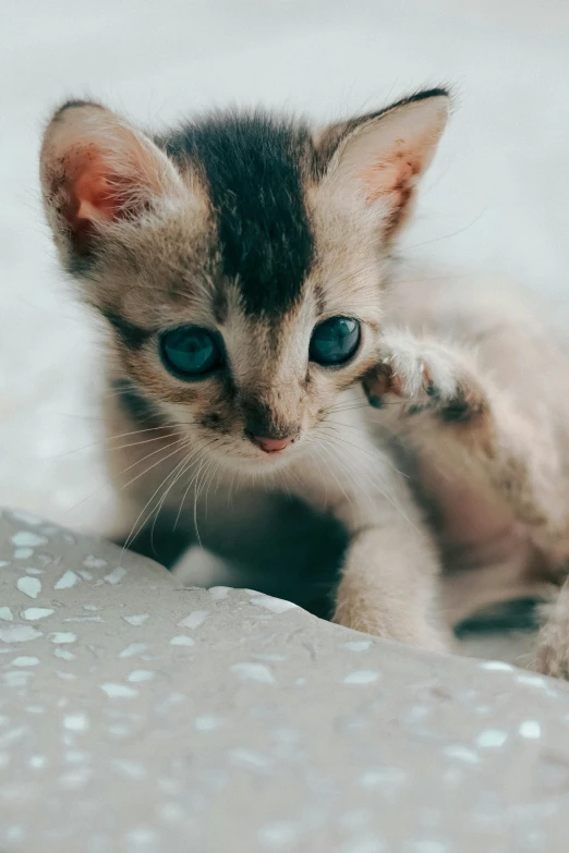 a brown and black kitten has blue eyes