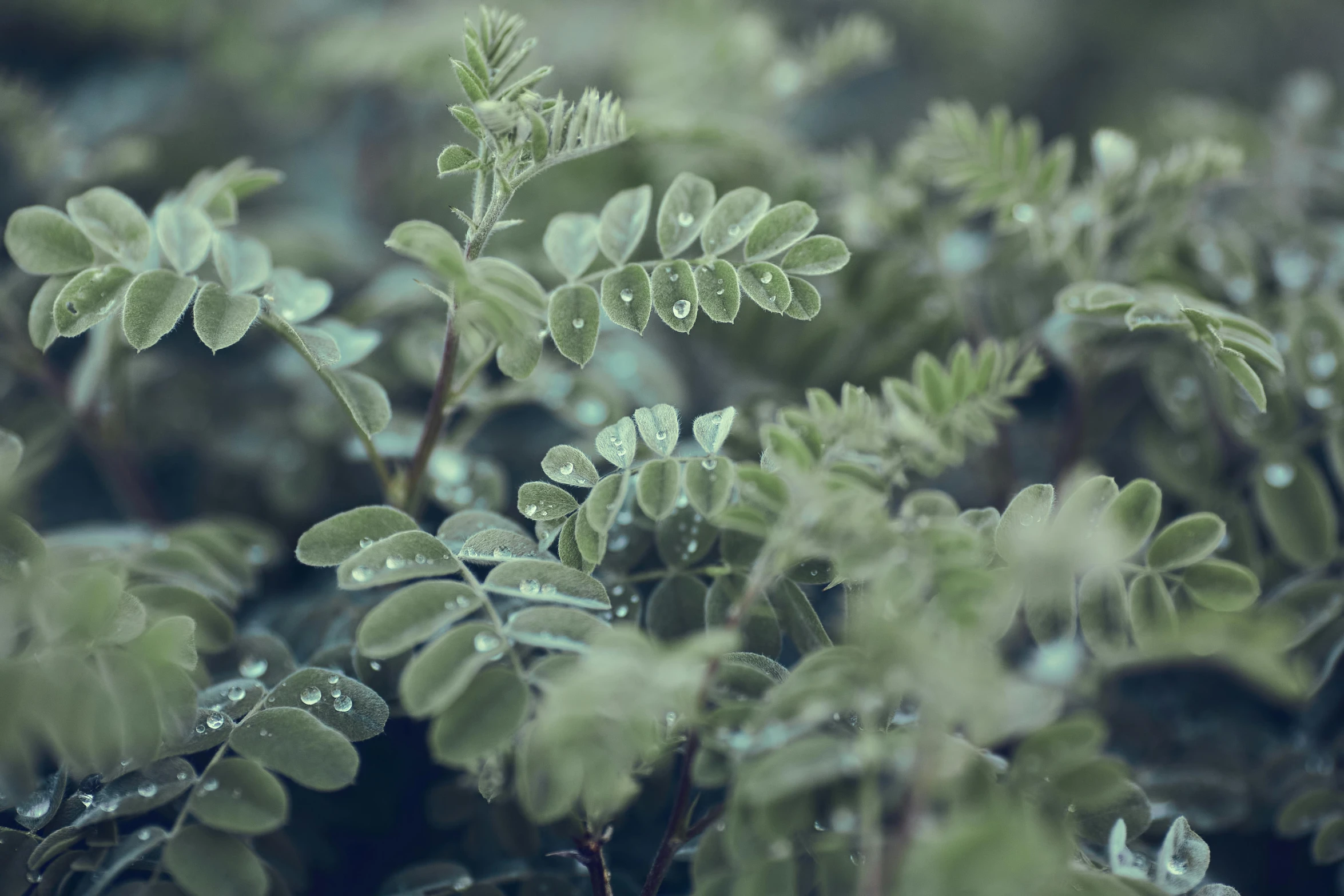 some plants with water droplets on them are growing