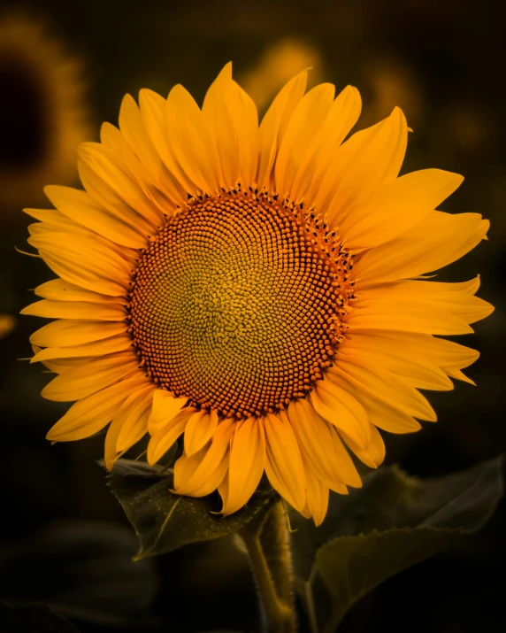 a close - up view of a sunflower, with the petals turned upside down