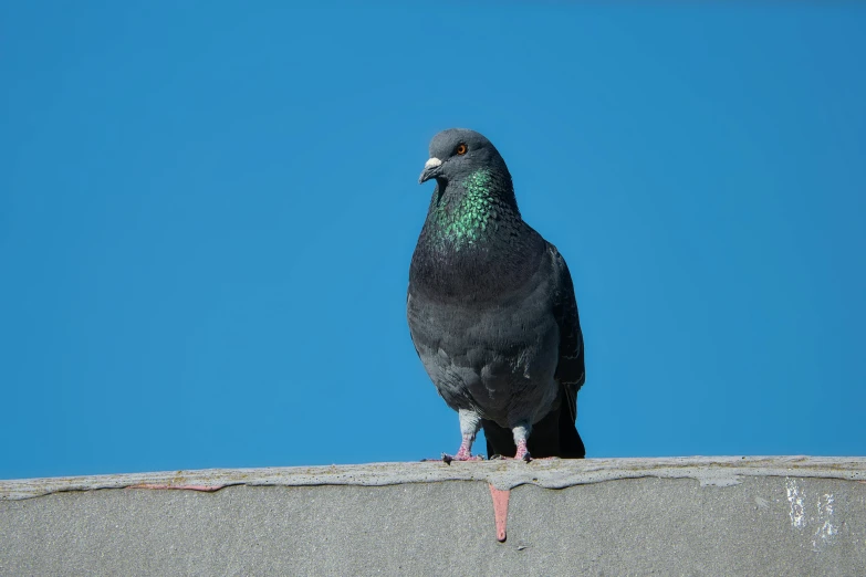 the black bird is perched in the top of the roof