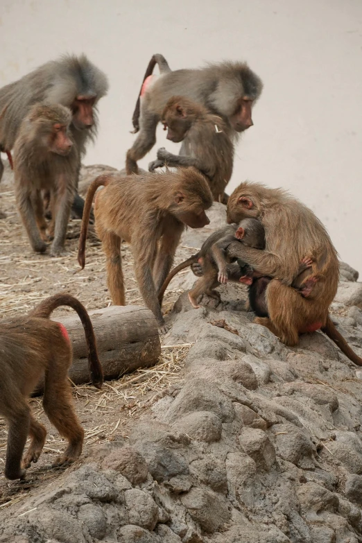 several monkeys playing on a ledge, with one sitting in the sand