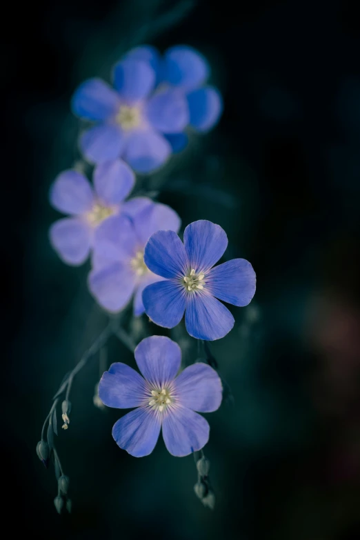 blue flowers in bloom on a dark background