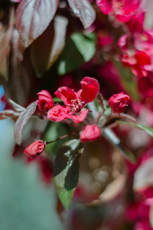 a small red flower on the bush outside