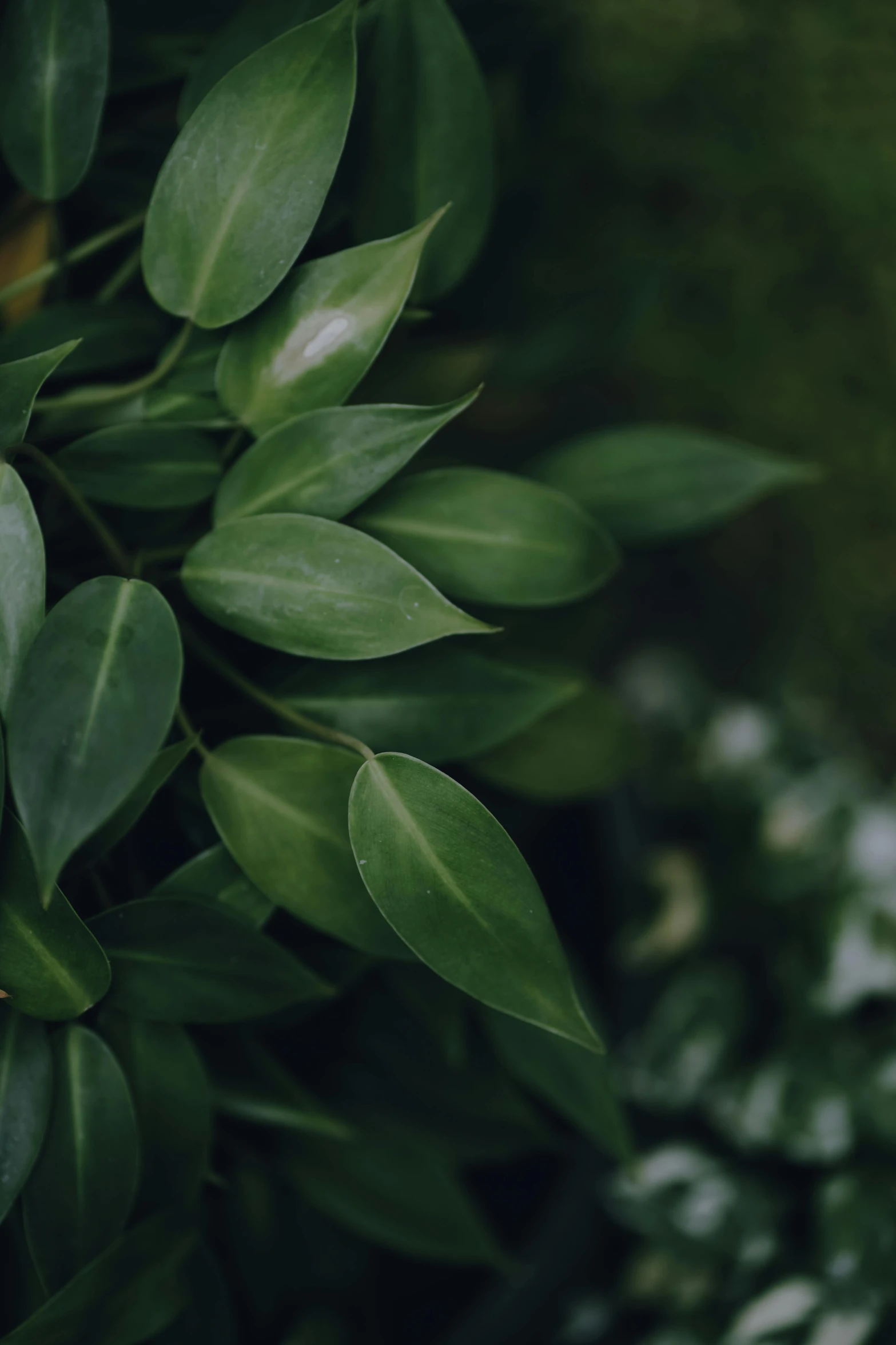 a view of green plants with lots of leaves