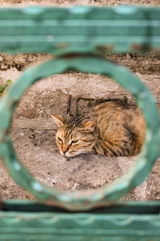 a cat is laying down on the ground and looking through the fence