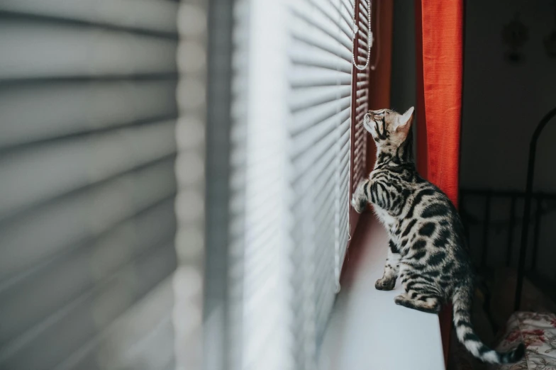 a small cat standing on top of a white and brown board