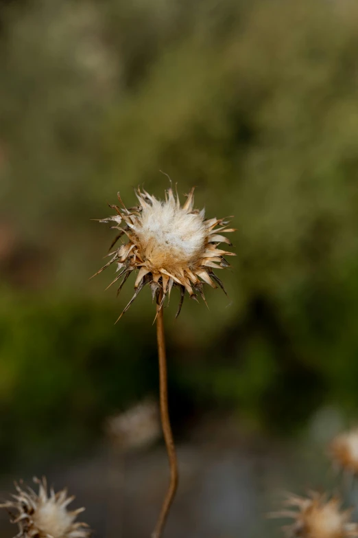 a dead flower with the petals off sitting on a stalk