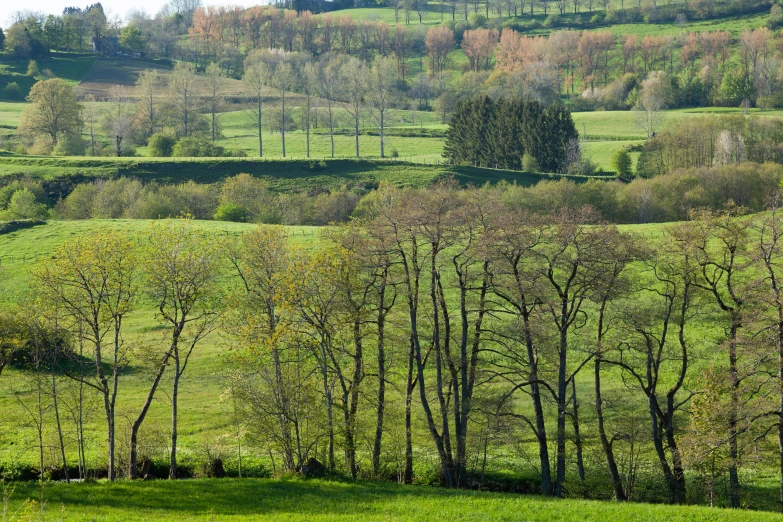 view of lush rolling hills with trees on each