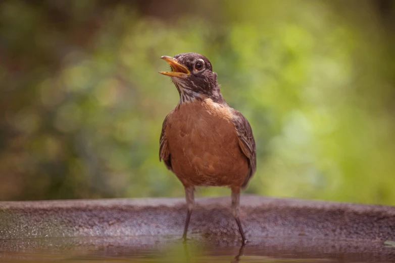 an image of a brown bird with open beak