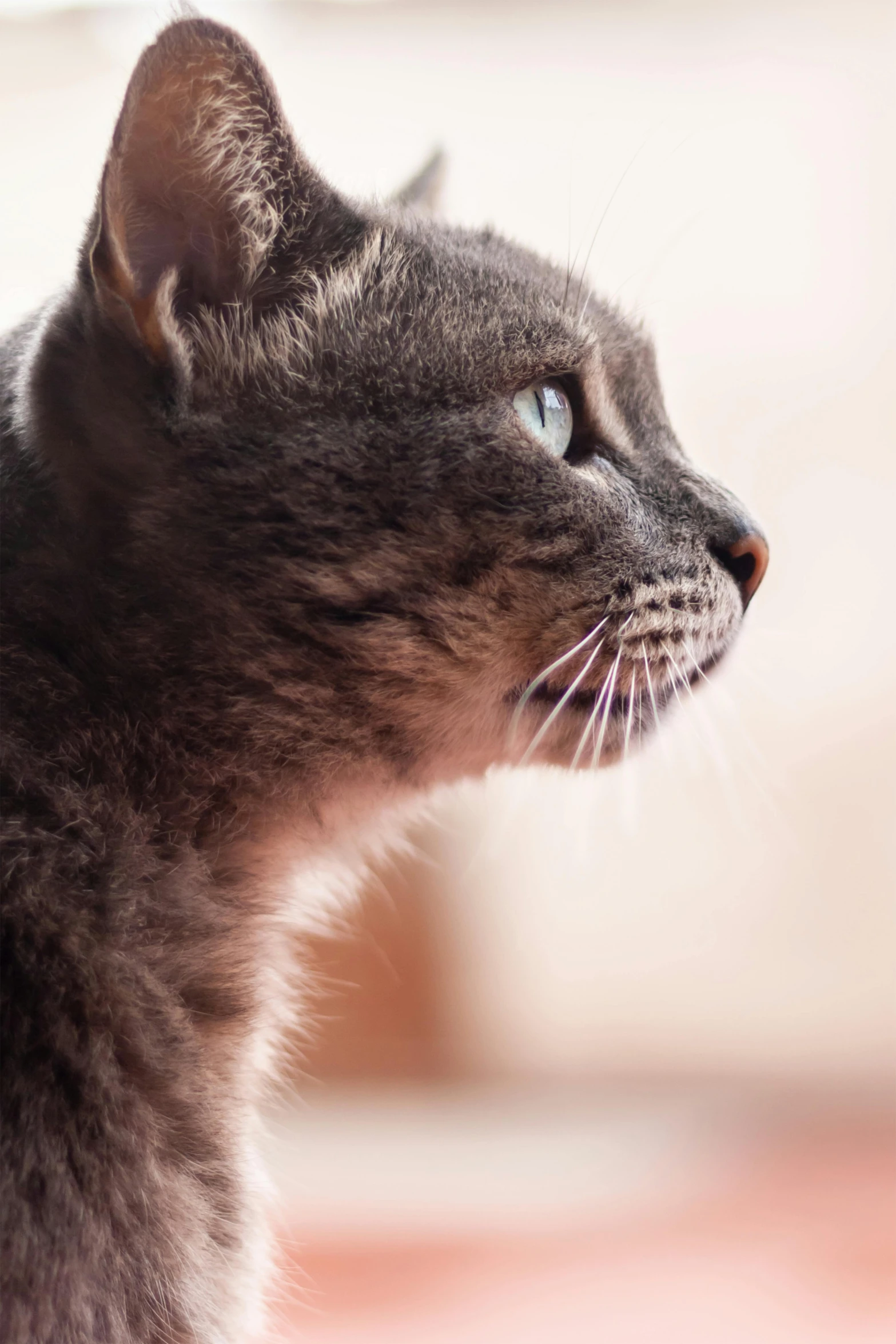 a black and grey cat with its eyes open