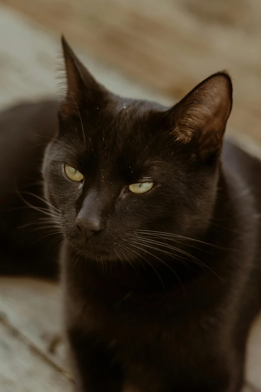 black cat sitting and looking ahead on wooden surface