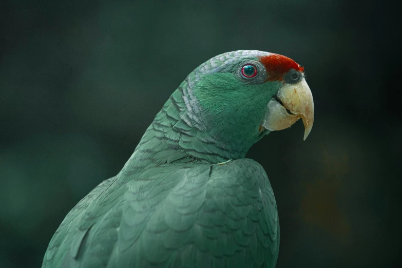 a green bird sitting on top of a wooden perch