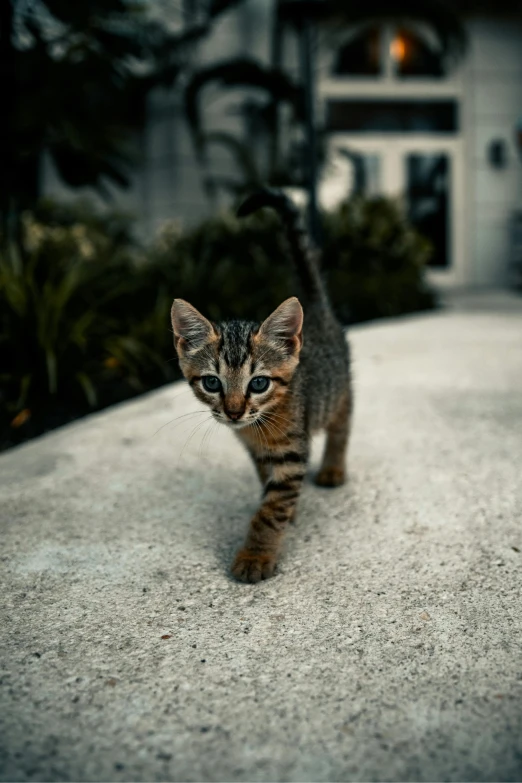 a young cat trots across a paved surface