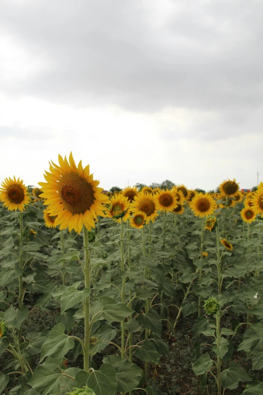 a field with lots of large sunflowers next to a sky