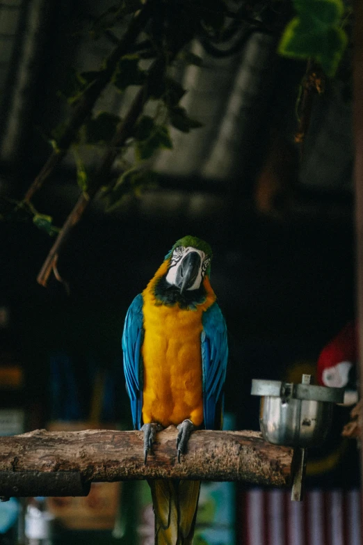 a yellow and blue parrot perched on a nch