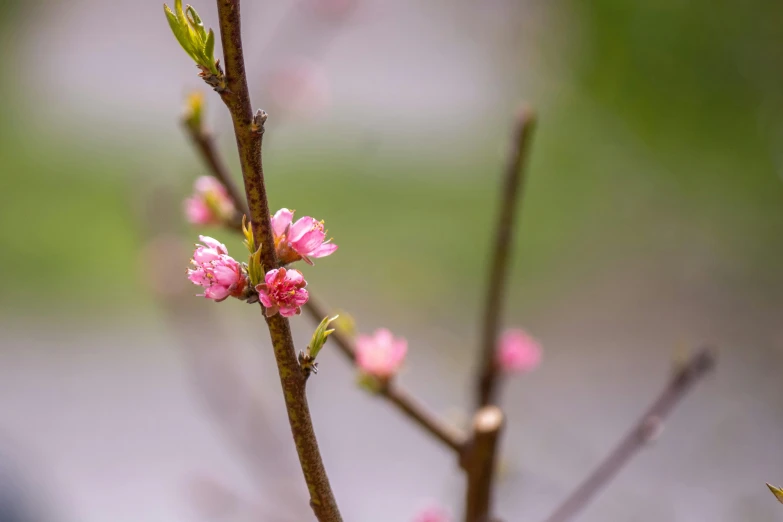 pink flowers growing from the top of a tree