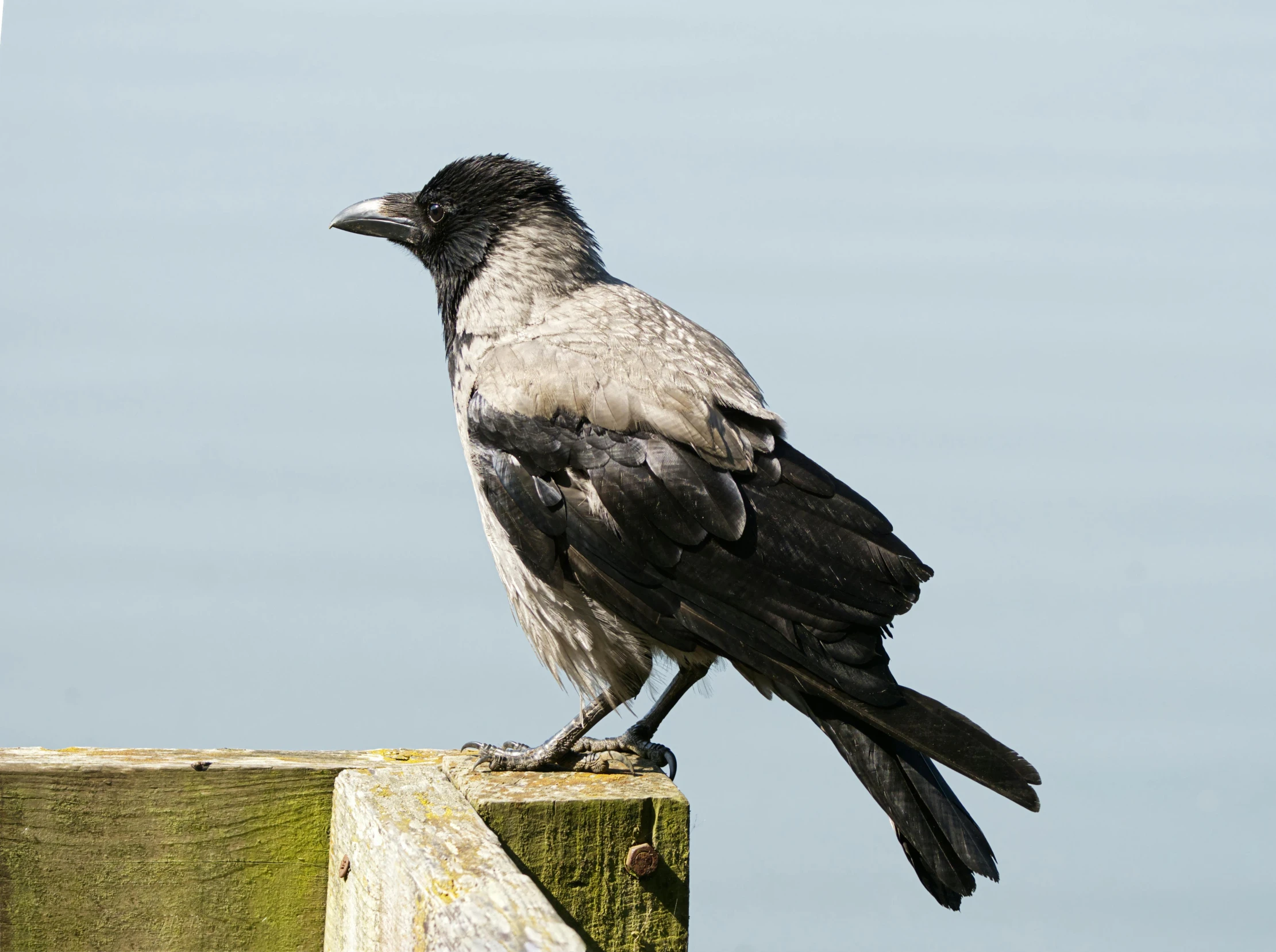 the black bird is perched on top of a post