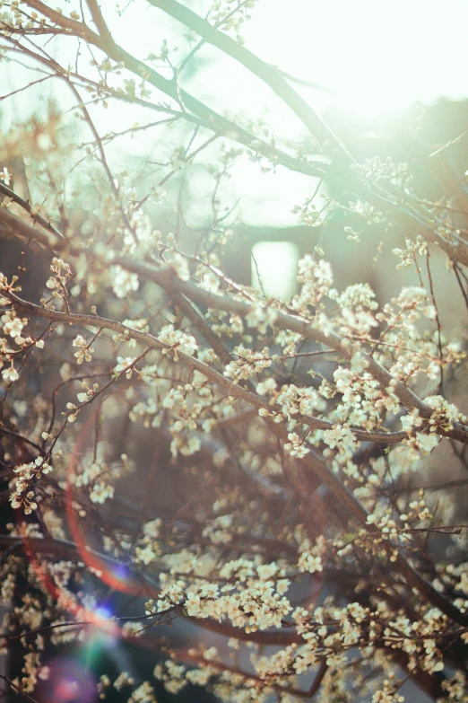 a sunny day with white flowers and a bird