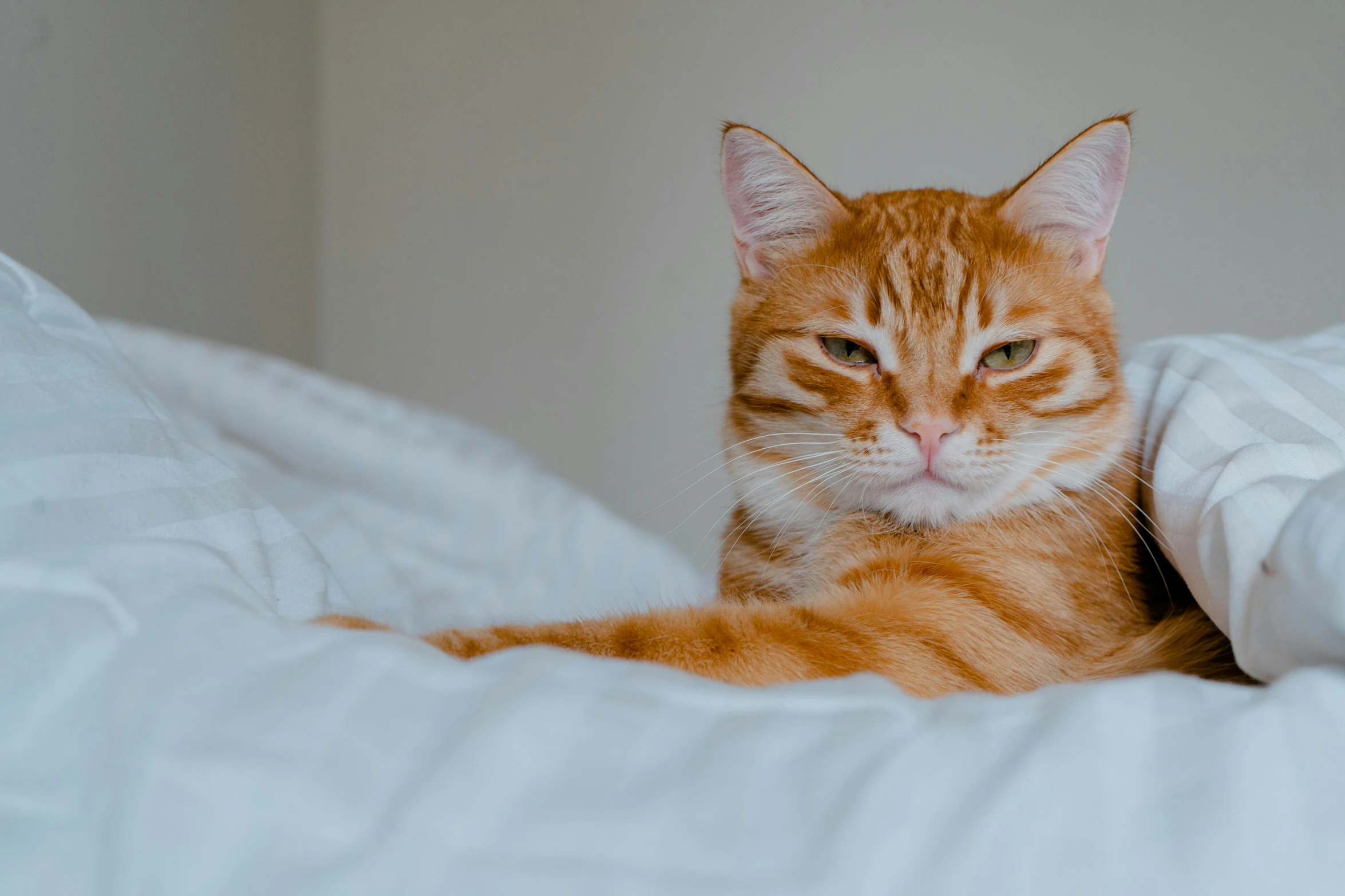 a cat laying in a bed with white sheets