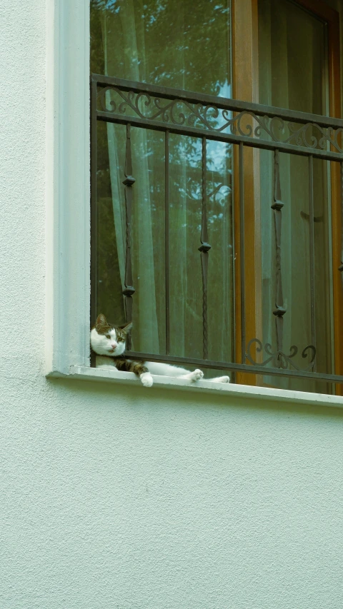 an animal that is sitting inside a window