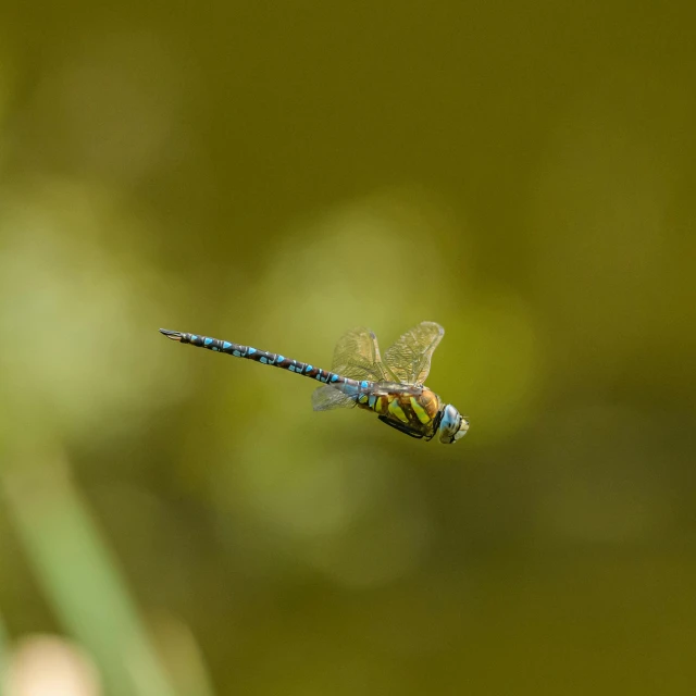 a blue dragon flys low to the ground