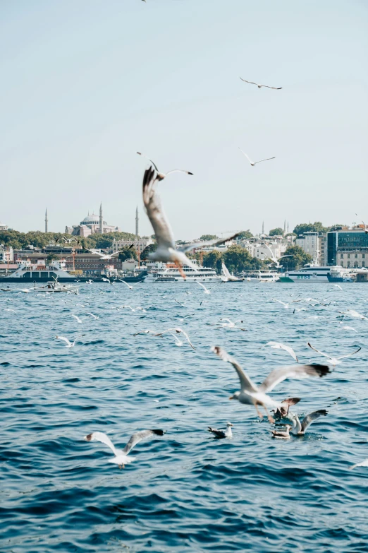 seagulls are flying over water and land, while buildings in the distance