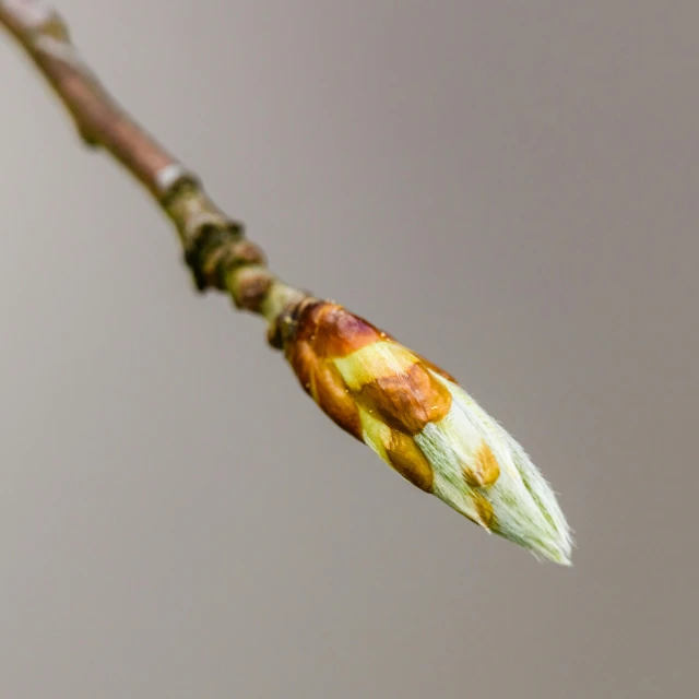 there is a white and orange caterpillar attached to the stem