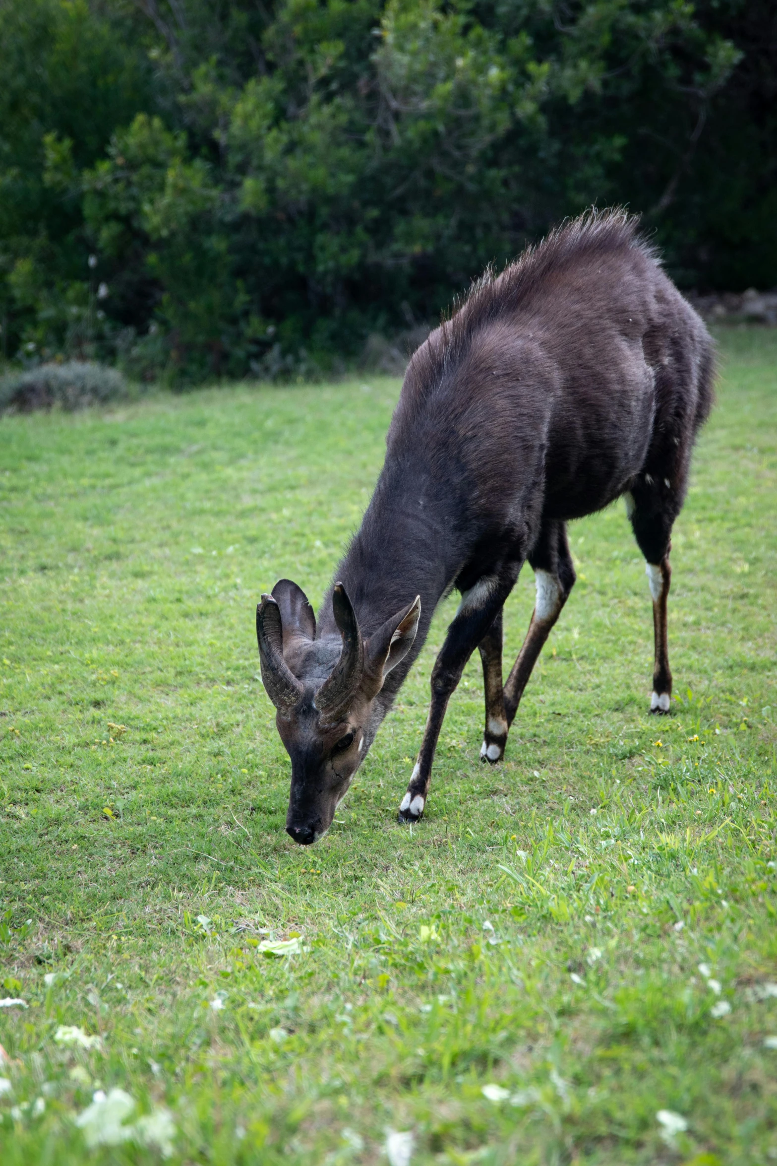 a cow is bending down and grazing in the grass