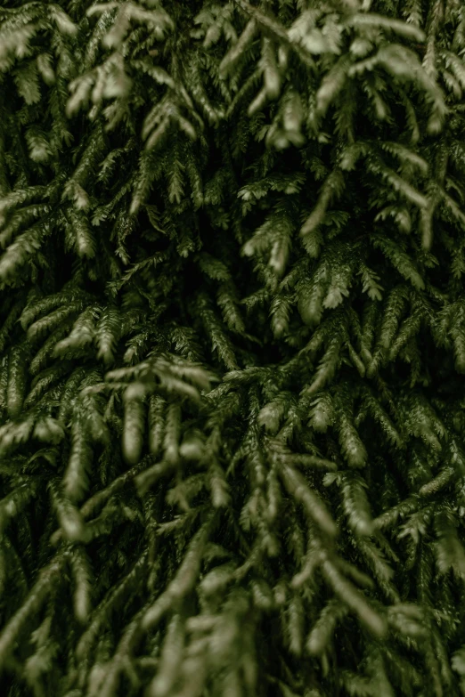 a close - up image of a pine tree