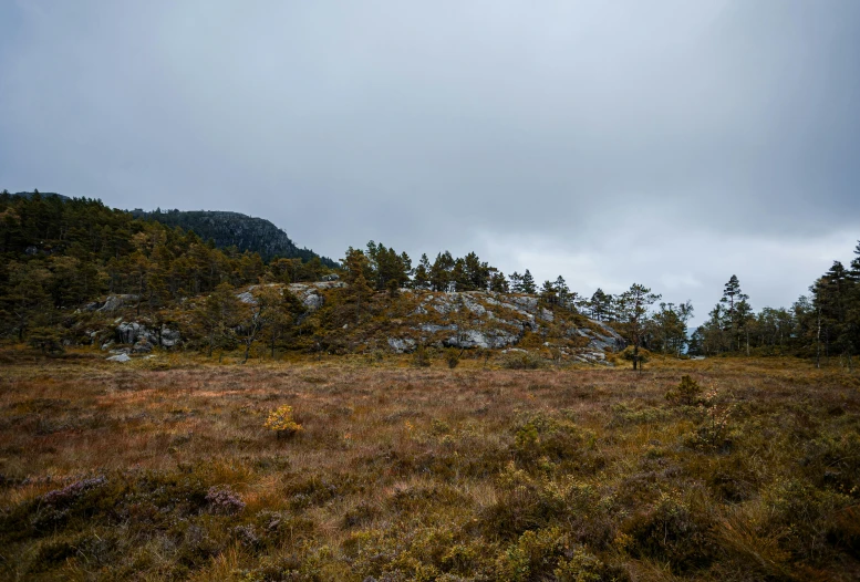 there is an area with an orange patch that has some trees in it