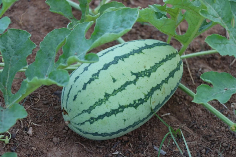 a watermelon in the garden with green leaves