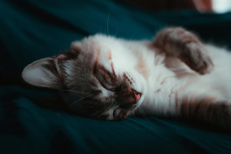 a cat sleeping on top of a bed