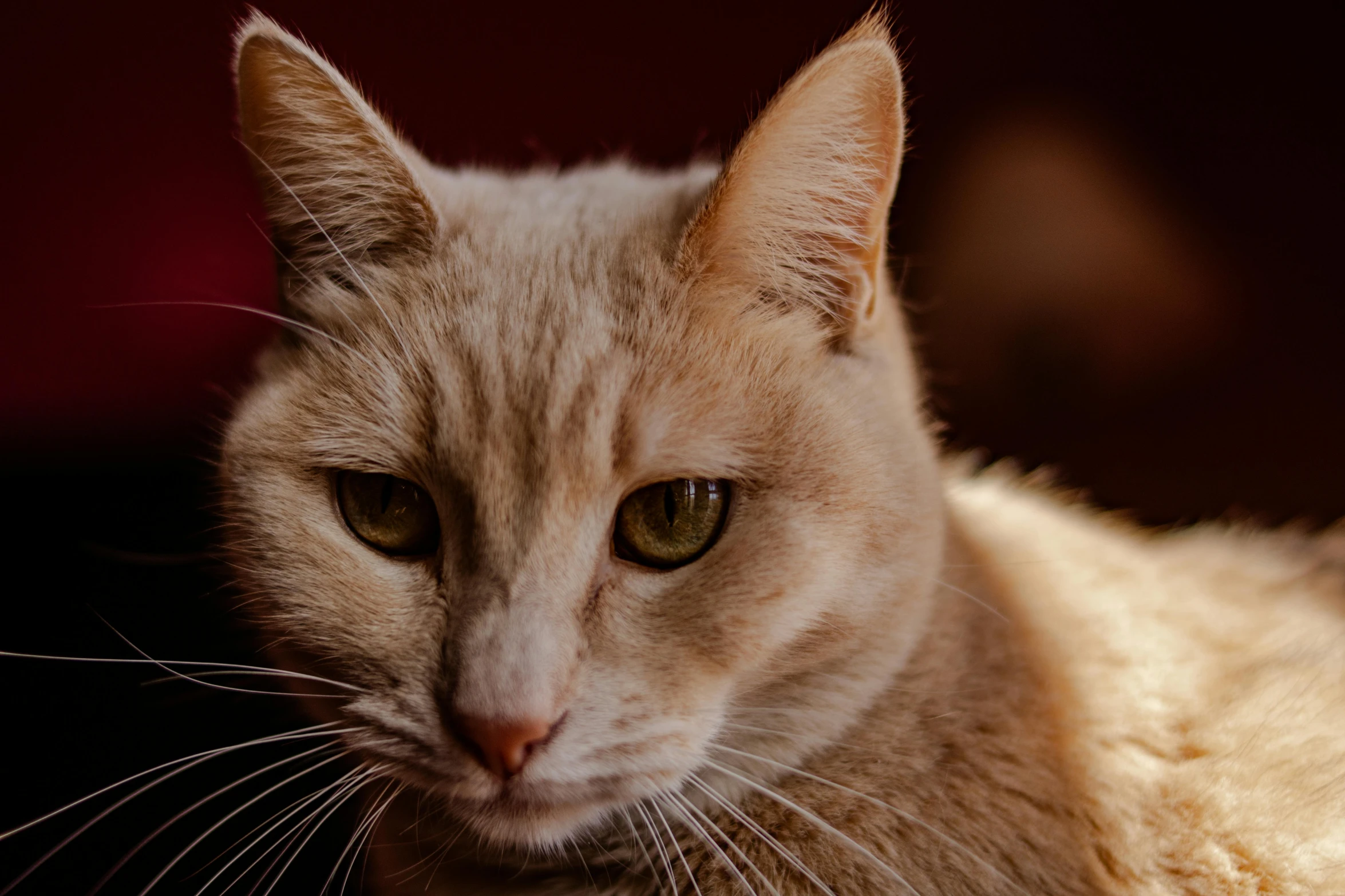 a close up s of the face and eyes of a cat