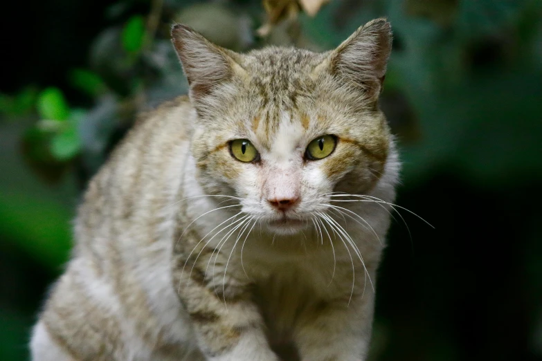 a cat with its eyes closed looking at the camera