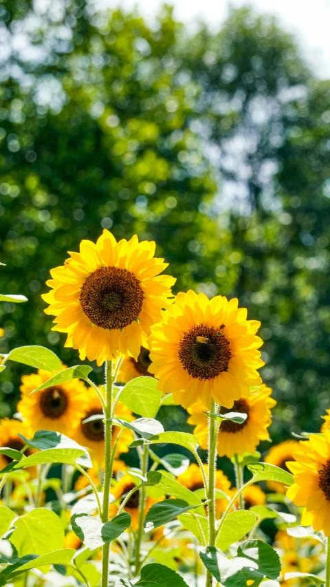 many sunflowers with trees in the background