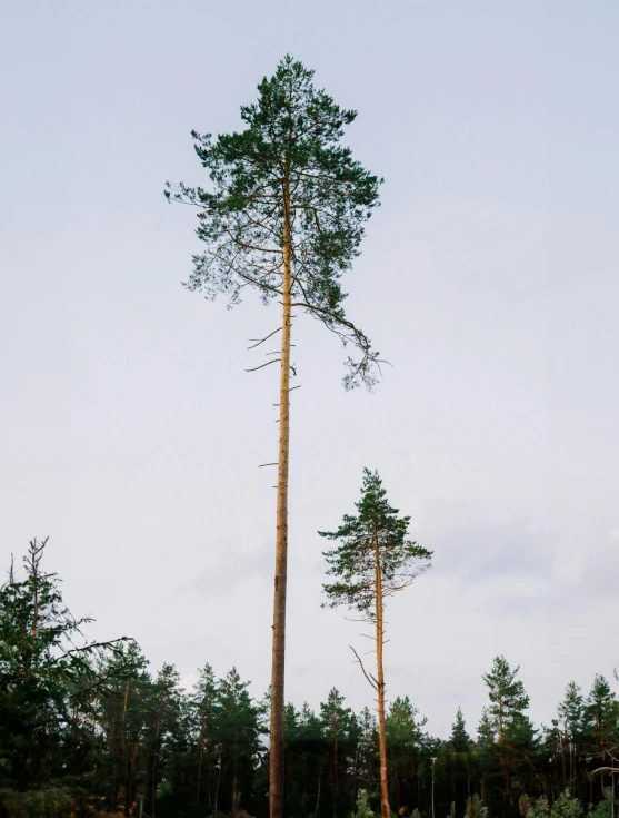 two tall pine trees on top of grass and a lot of trees