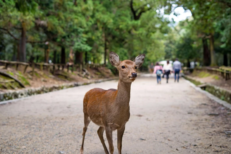 a young deer in the middle of a forest area