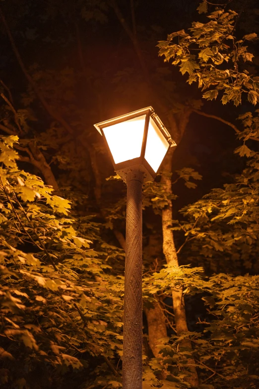 a street light in the middle of the woods at night