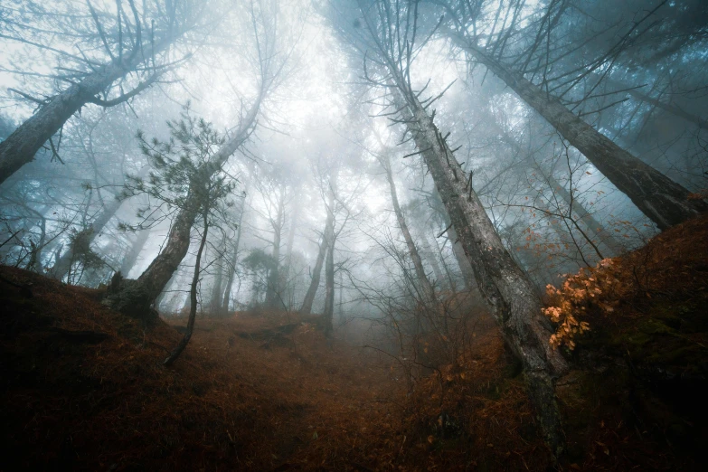 the trees and bushes are covered in fog