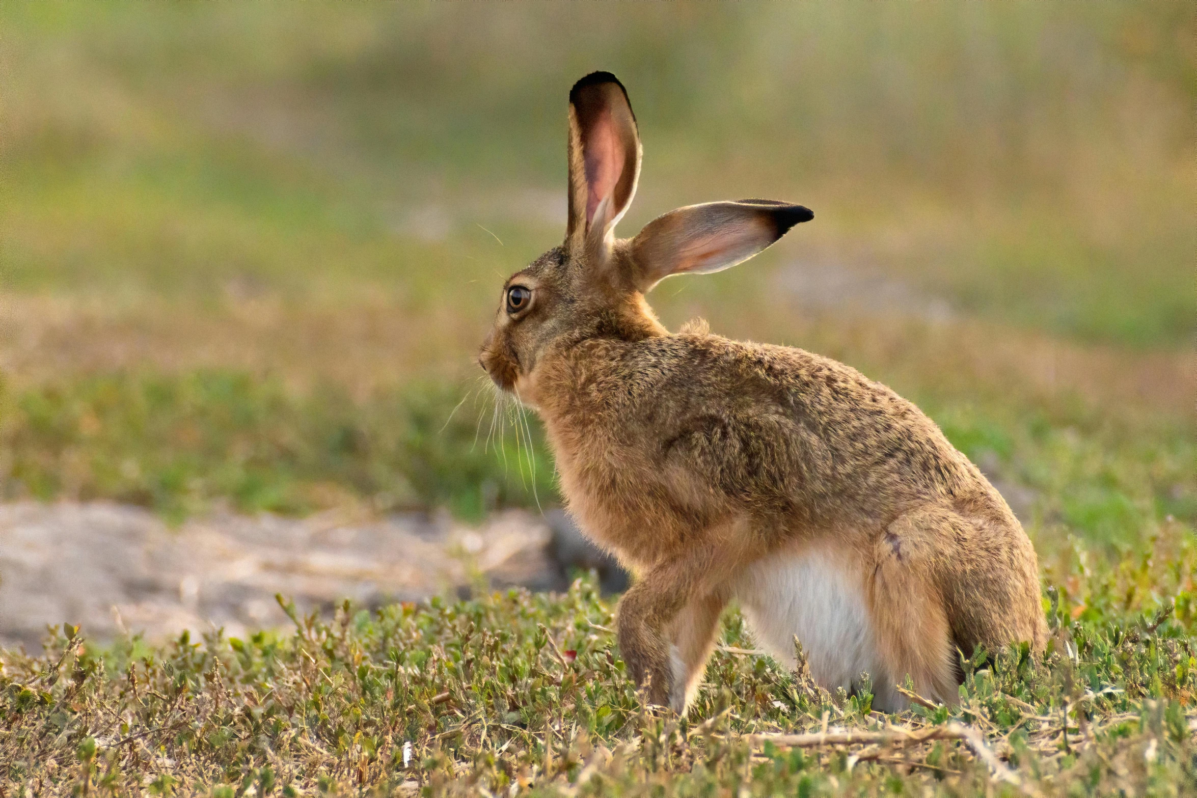 a large brown rabbit standing in the grass