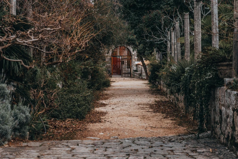 a paved pathway between two trees on either side