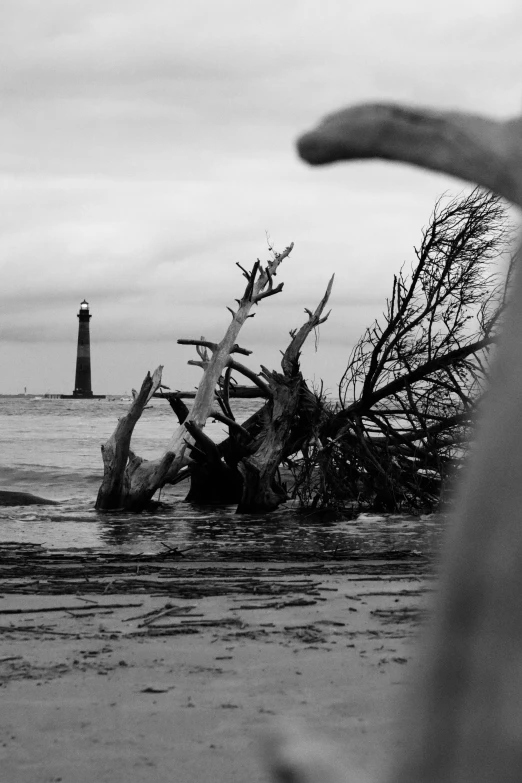 black and white po of tree laying in the ocean