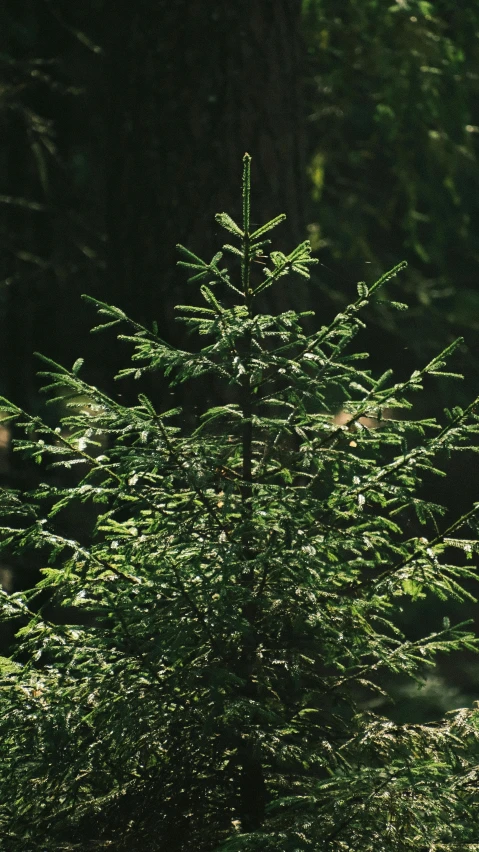 the lone pine tree is standing in front of the green forest