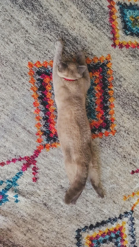 a cat is laying on the carpet with it's back turned