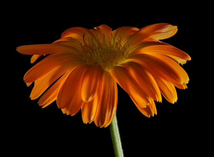 a close up of an orange flower against a black background