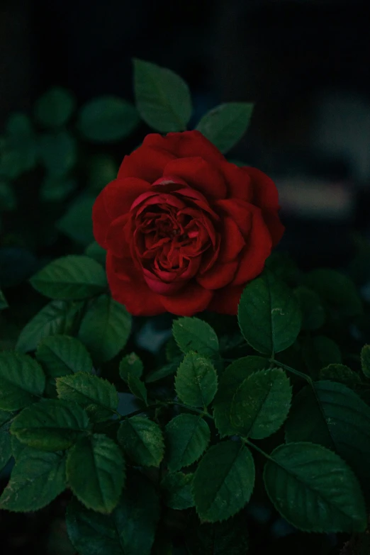 a single red rose blossom in the middle of a bush