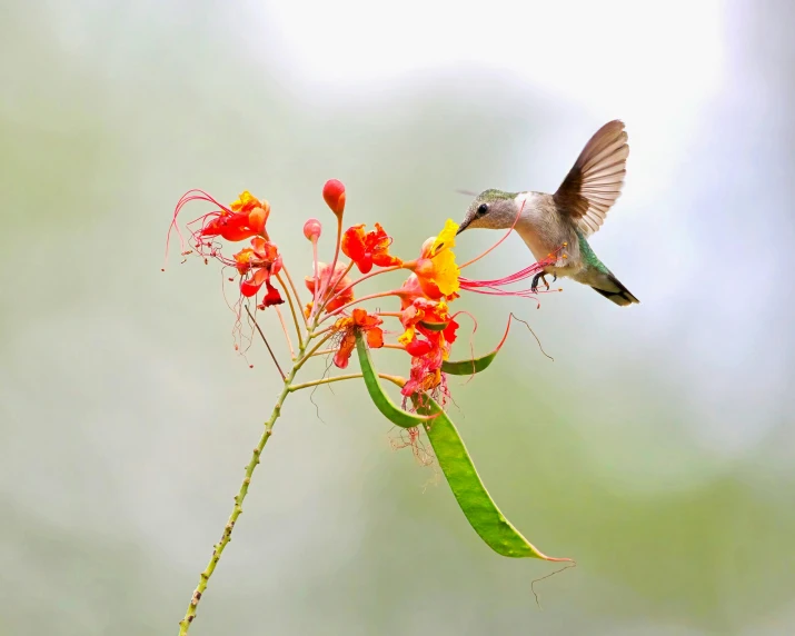 a hummingbird feeding on a flower with another hummingbird nearby