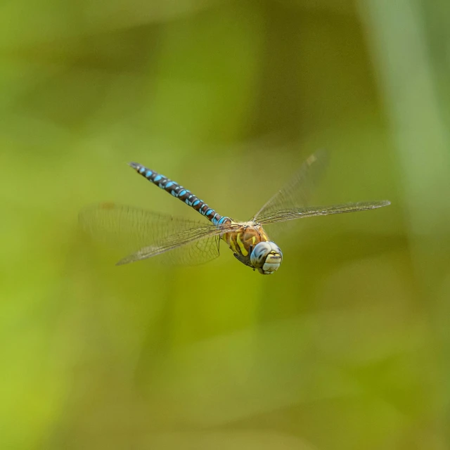 a close up s of a blue dragonfly