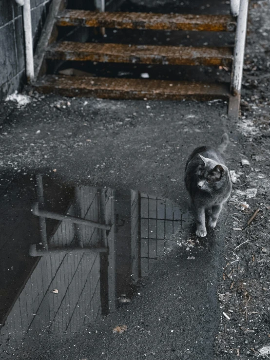 a cat sitting on the ground outside during the day